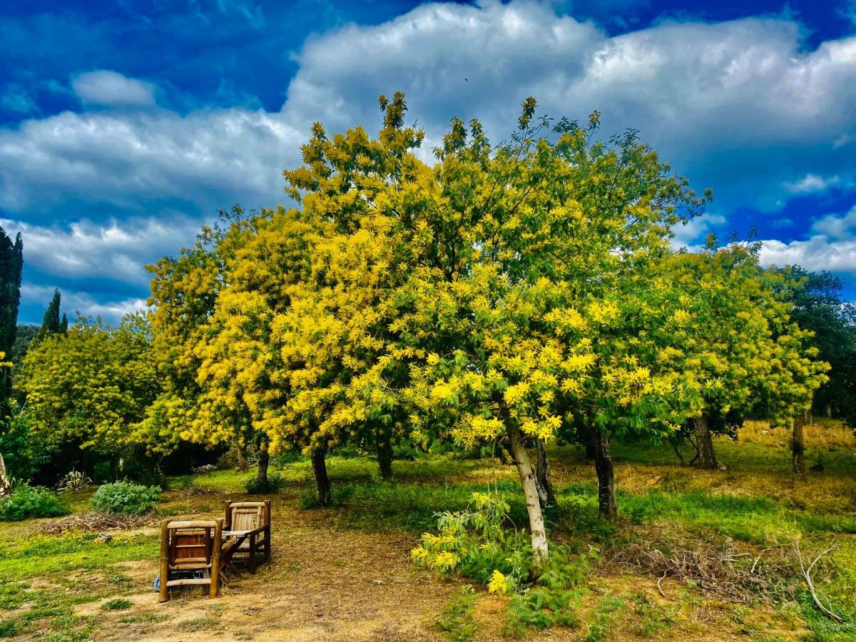 Masia Mimosa Darnius Bagian luar foto